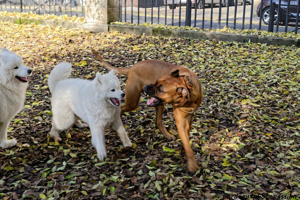 Intimidation dans l'enclos réservé aux chiens.